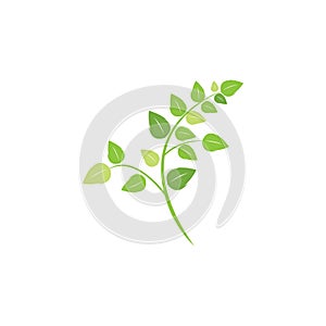 Moringa leaf illustration vector template