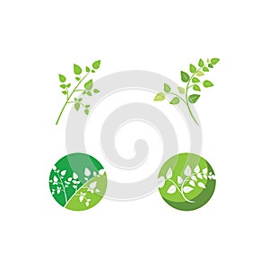 Moringa leaf illustration vector template