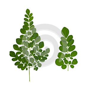 Moringa leaf isolated on white background