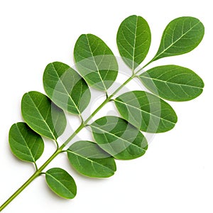 Moringa Leaf Isolated on White Background