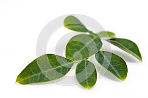 Moringa leaf isolated on white background