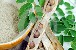 Moringa leaf and seed on white background