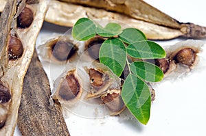 Moringa leaf and seed on white background