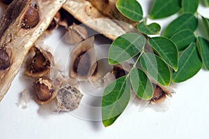 Moringa leaf and seed on white background