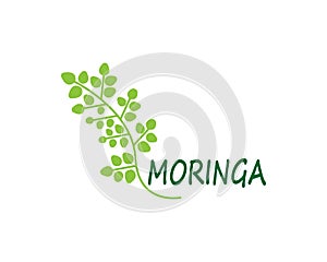 Moringa leaf vector template illustration