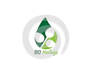 Moringa leaf vector template illustration