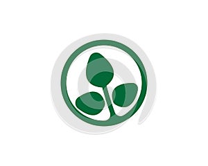 Moringa leaf vector template illustration