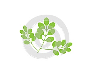 Moringa leaf vector template illustration