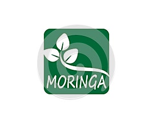 Moringa leaf vector template illustration