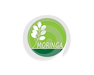 Moringa leaf vector template illustration