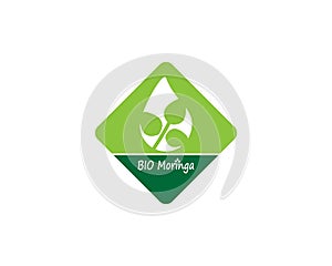 Moringa leaf vector template illustration