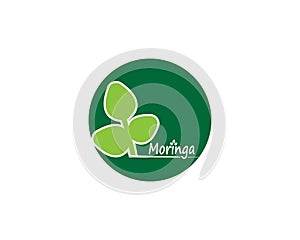 Moringa leaf vector template illustration
