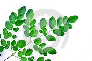 Moringa leaf  vegetable