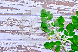 Moringa leaf  vegetable on a white wood