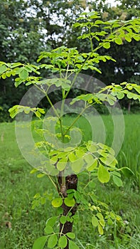 Moringa leafs - Moringa oleifera