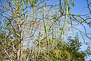 Moringa leaves