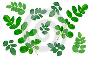 Moringa leaves pattern texture.