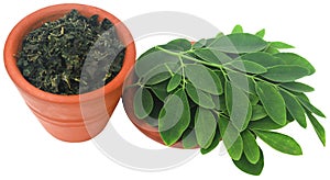 Moringa leaves