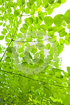 Moringa Leaves Abstract Art Pattern