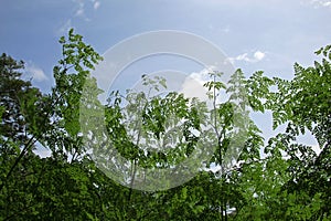Moringa leaves, alternative medicine plant