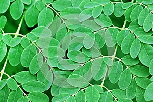 Moringa leaves background