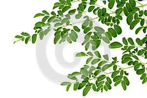 Moringa leaves background.