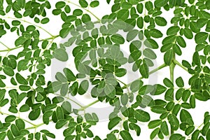 Moringa leaves background.