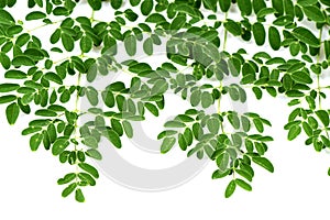 Moringa leaves background.