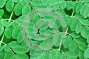 Moringa leaves background photo