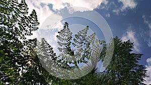 Moringa Leaves and Blue Sky.