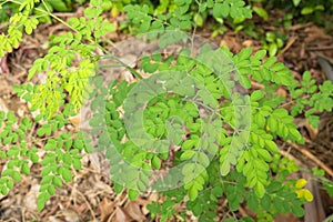 Moringa leaves on branches.