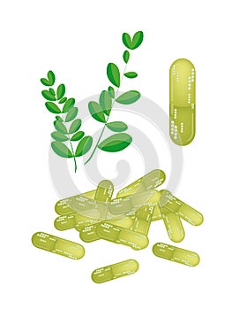 Moringa Leaves with Capsule on White Background