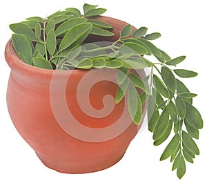 Moringa leaves