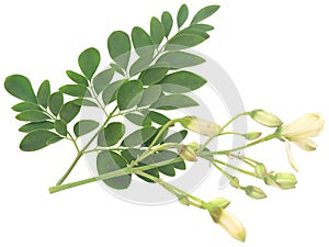 Moringa leaves and flower