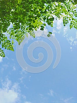 Moringa leaves frame