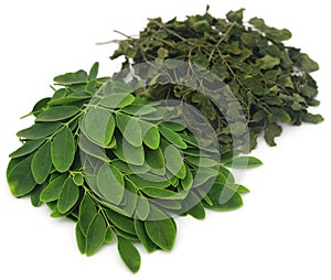 Moringa leaves