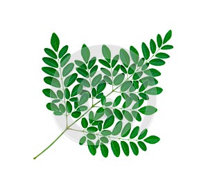 Moringa leaves isolate on white