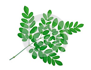 Moringa leaves isolate on white
