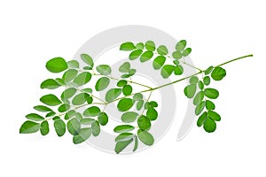 Moringa leaves isolate on white