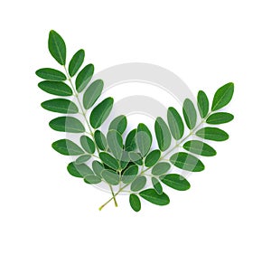 Moringa leaves isolate on white background