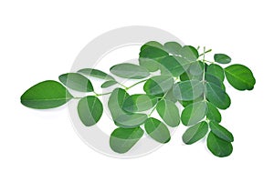 Moringa leaves isolate on white background