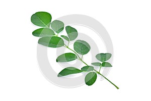 Moringa leaves isolate on white background