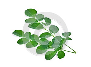 Moringa leaves isolate on white background