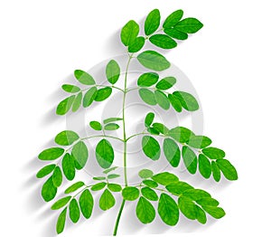 Moringa leaves isolated on white background