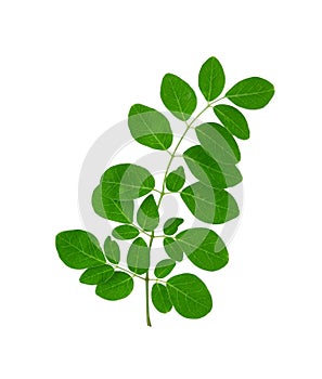 Oval Shape Moringa Leaves isolated on a white background
