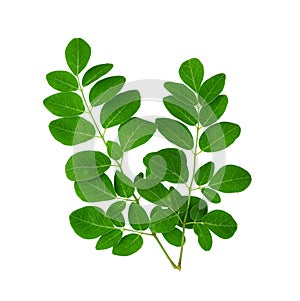 Moringa Leaves Isolated on White Background