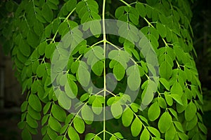 Moringa, leaves Moringa oleifera Lamk. Natural Madicine Tree Moringa leaves wallpaper