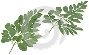 Moringa leaves