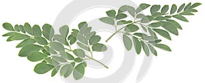 Moringa leaves