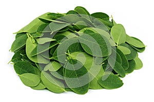 Moringa leaves